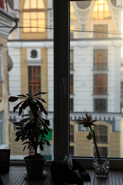 城市窗台上的一朵室内花的剪影图片下载