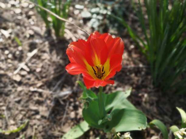 郁金香图片下载