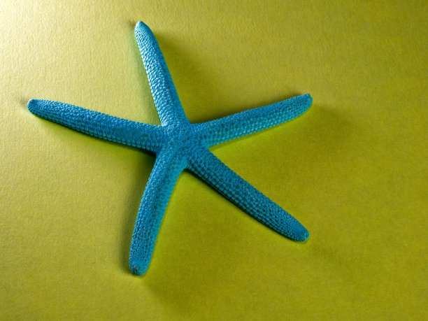 详细拍摄的水蓝色海星在黄色图片下载