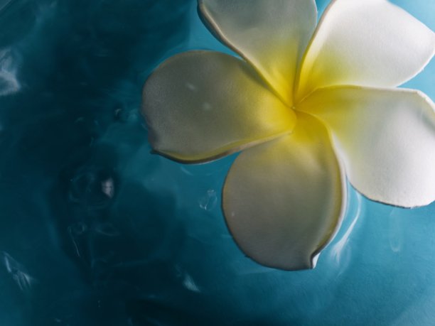 鸡蛋花浮至水面图片下载