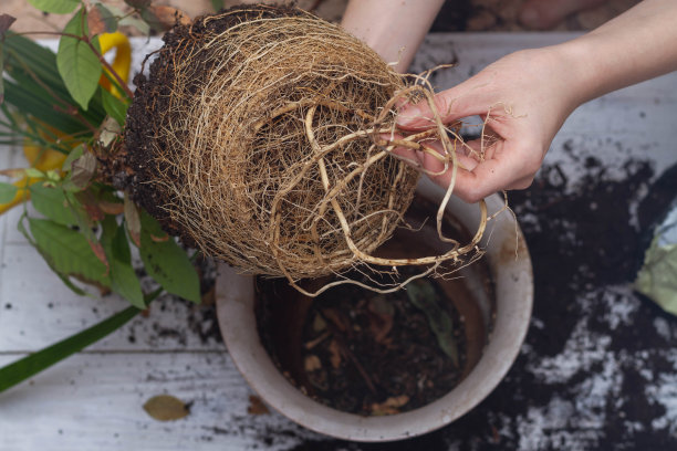 长满根的一块土。室内植物从花盆里取出来了图片下载