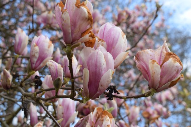 一段霜冻之后，鲜艳的玉兰花就开花了图片下载