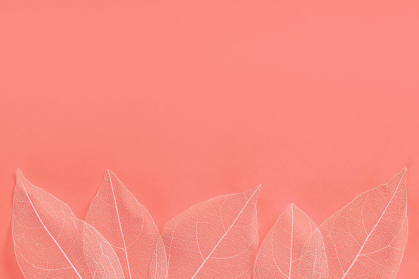 透明的骨架叶与美丽的纹理在粉红色的背景图片下载