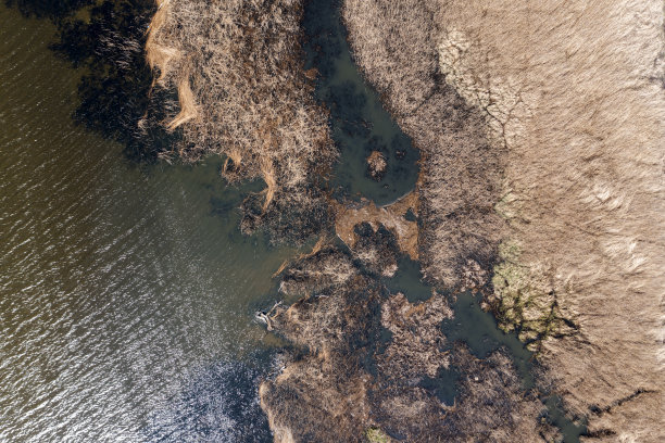 灌木丛，湖边的草地，鸟瞰图，无人机拍摄的照片。图片下载
