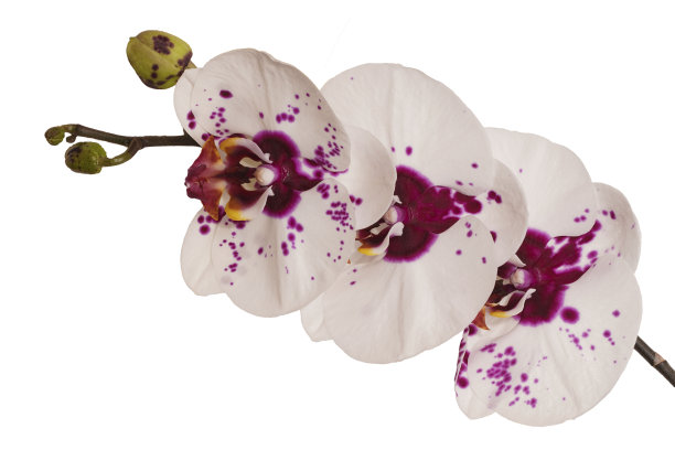 白色兰花与暗紫色中心和污点孤立在白色背景图片下载