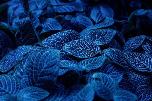 丰富多彩的树叶纹理背景的完整框架。热带的叶子图片下载