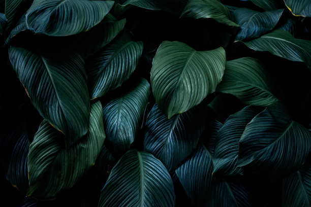 丰富多彩的树叶纹理背景的完整框架。热带的叶子图片下载