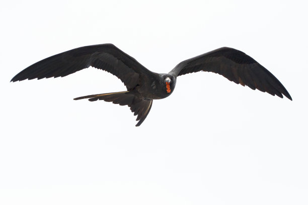 南美厄瓜多尔加拉帕戈斯群岛的军舰鸟(军舰鸟科，军舰鸟属)图片下载