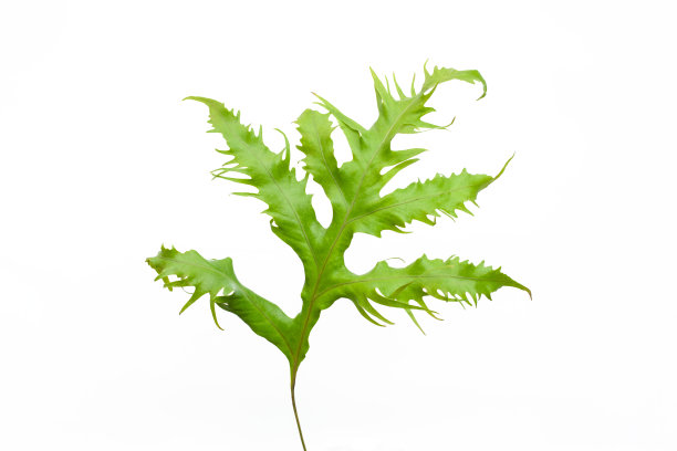 蕨类植物的叶子孤立在白色背景上作为设计元素图片下载