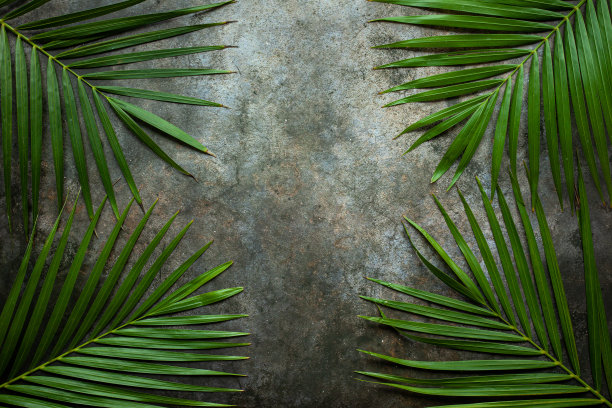 热带棕榈叶的创意自然布局图片下载