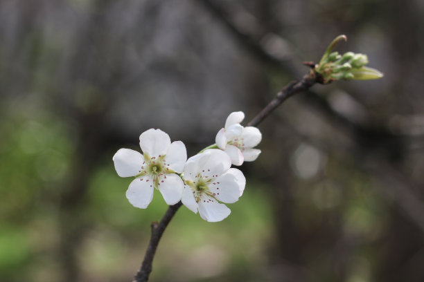 以自然为背景的白花盛开在大自然中图片下载