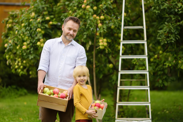 小男孩和他的父亲在果园里摘苹果。孩子和爸爸在收获季节休息。秋天在自家花园里收获。图片下载