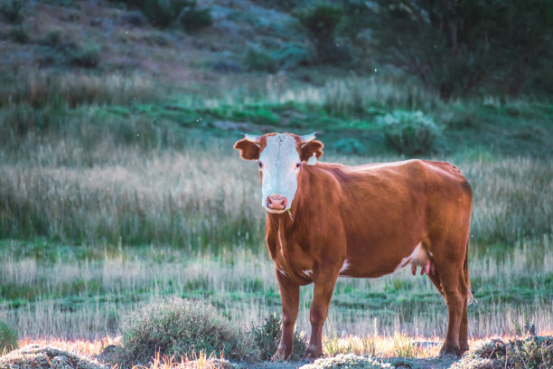 阿根廷巴塔哥尼亚田里的棕色公牛图片下载