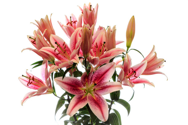 粉色的百合图片下载