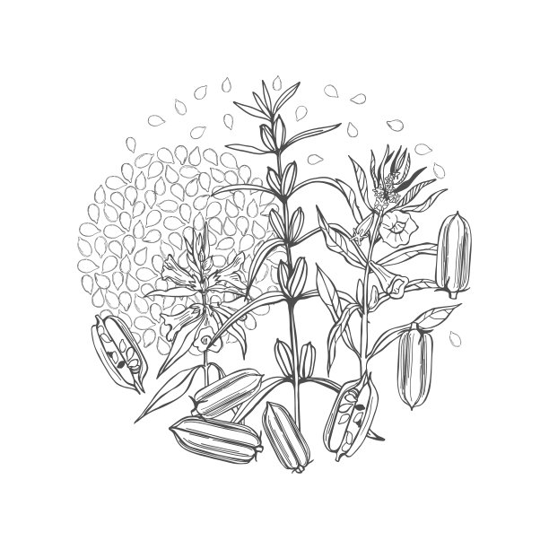 芝麻植物图片下载