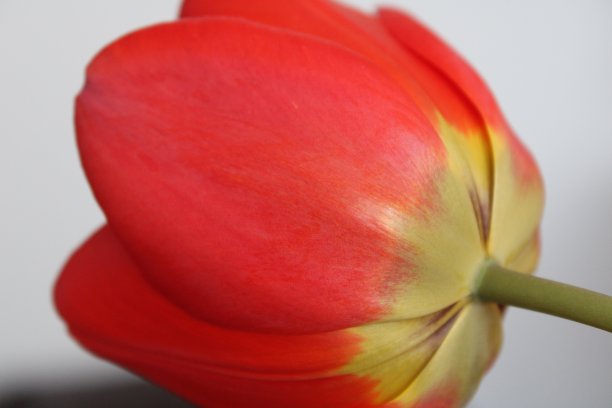 郁金香花图片下载