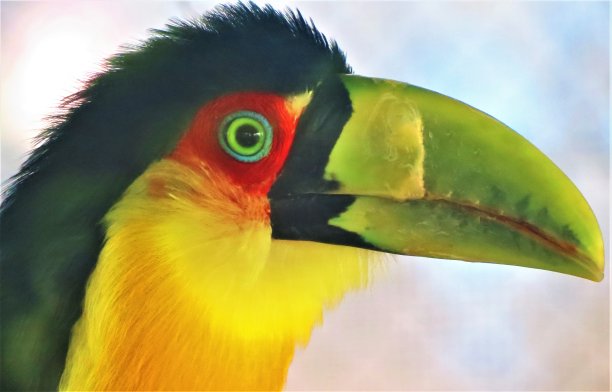 巨嘴鸟(Ramphastos Toco)。图片下载