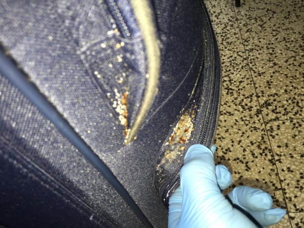 臭虫出没的。图片下载