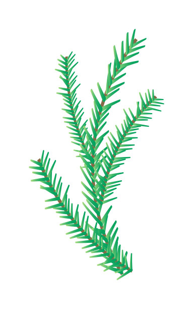 圣诞树上的冷杉树枝孤立白色图片下载