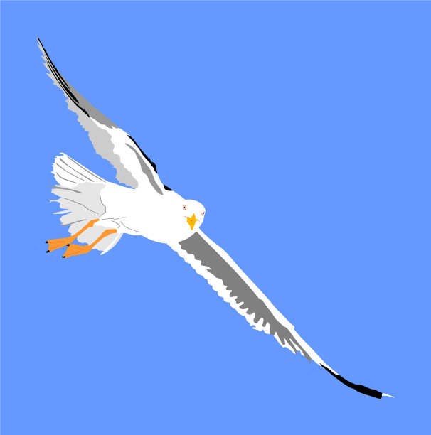 海鸥在蓝天上飞翔图片下载
