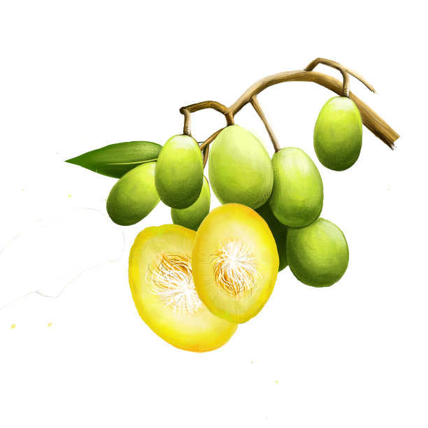 洋脊俗称伞。赤道或热带树种，果实含有纤维状核。Kedondong, buah long long, pomme cythere, june plum, juplon，金苹果，金梅。图片下载