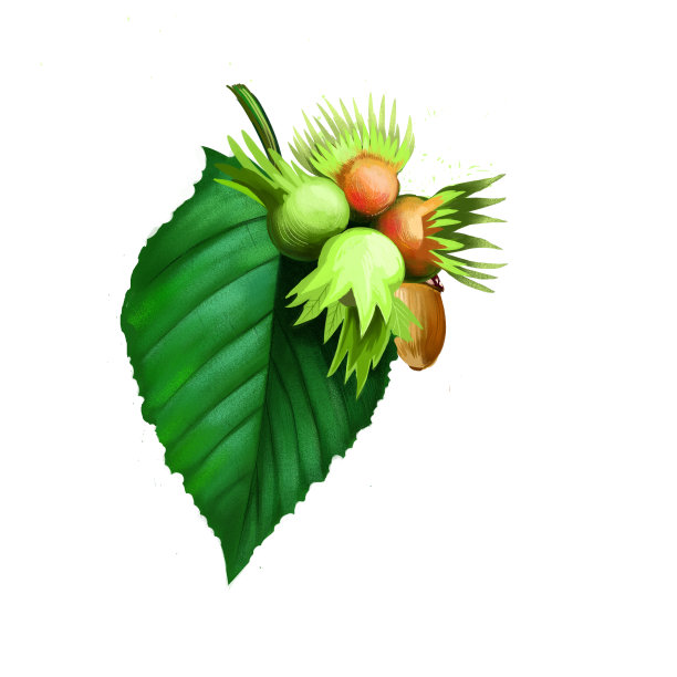 美洲榛子，森林坚果，榛子孤立的叶子和坚果。手绘秋果秋色，天然食材，水彩…水彩数字艺术插图。橡子栎树植物。图片下载