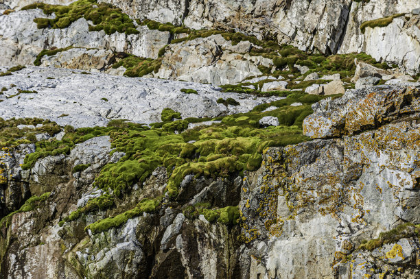阿根廷Primavera基地的岩石上的苔藓和地衣。圣马丁岛，南极半岛。南极的小块毛草。图片下载