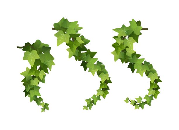 常青藤植物枝卡通矢量插图。爬的葡萄树。图片下载