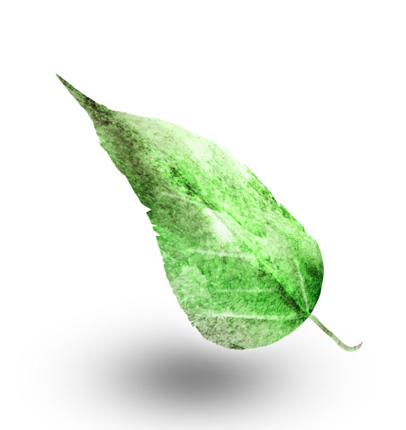 水彩叶子在白色的背景图片下载