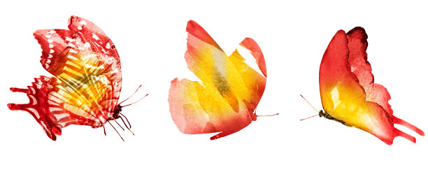 三只水彩蝴蝶，孤立在白色的背景上图片下载