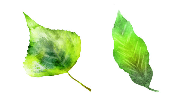 水彩叶子在白色的背景。集图片下载