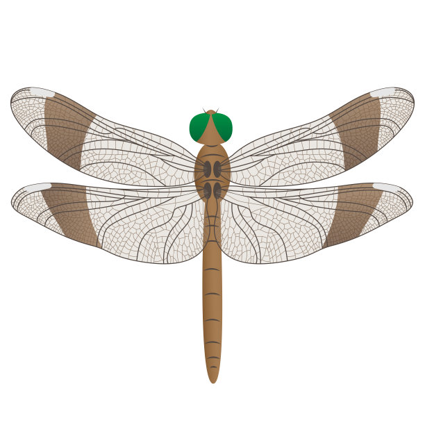 青铜色详细矢量蜻蜓图片下载