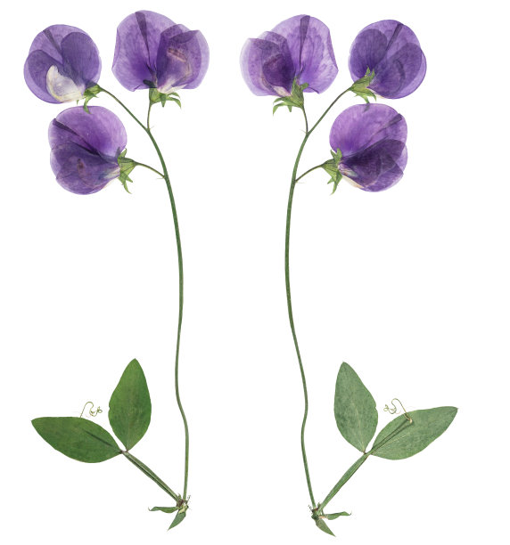 压榨和干燥的蓝色花豌豆照片从正面和背面的花。孤立在白色背景上。图片下载