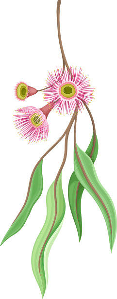 桉树开花的树枝有狭窄的蜡质图片下载