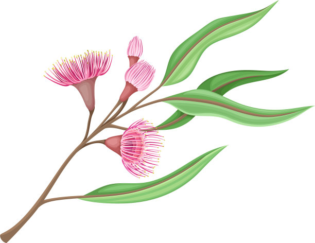 枝带粉红芽桉花带图片下载