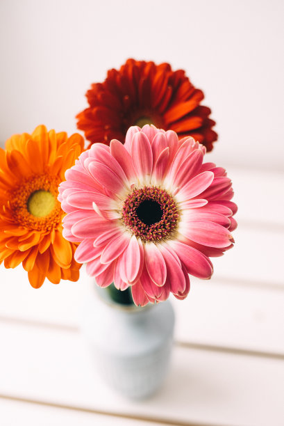 一束非洲菊，白色背景，蓝色花瓶。春天里新鲜明亮的非洲菊图片下载