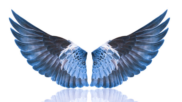 白色背景上的鸟的翅膀图片下载