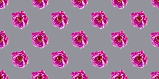 无缝图案与花粉红牡丹图片下载