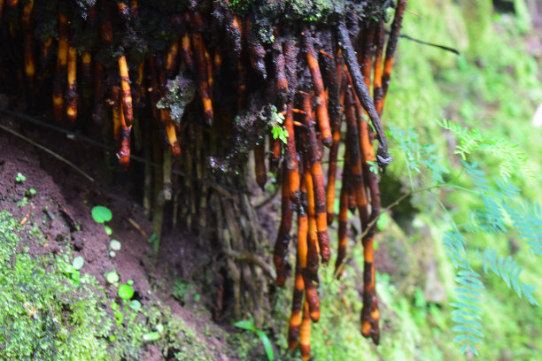 一棵大树的根的照片图片下载