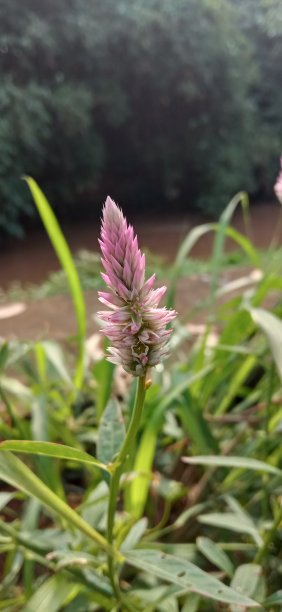 紫色的花图片下载