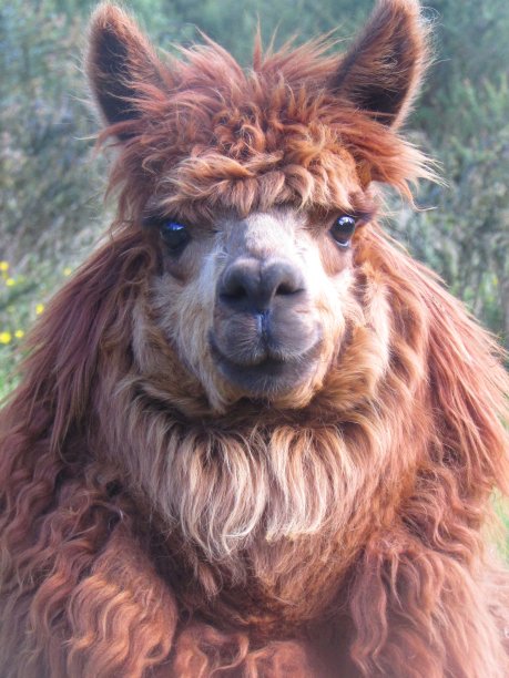 快乐的羊驼，野生动物图片下载