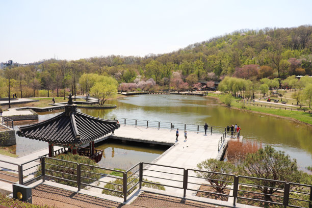 公园里有森林和树池图片下载