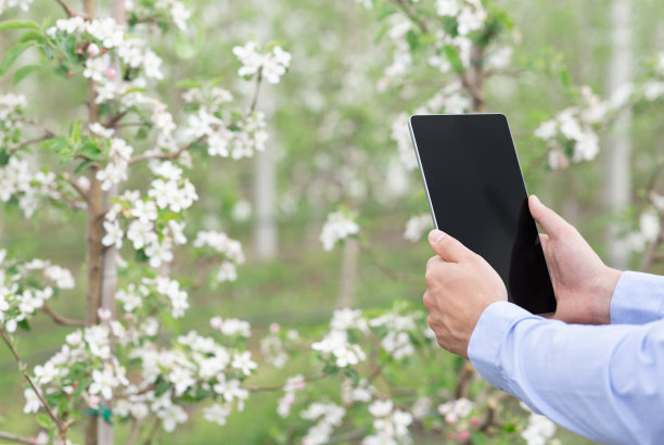 男人用手机拍摄植物农场的照片来收集数据图片下载