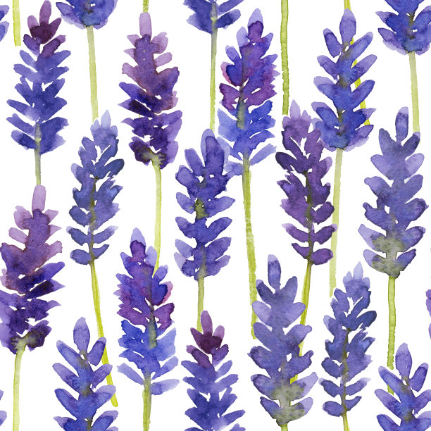 无缝模式与水彩紫色薰衣草花在白色背景图片下载