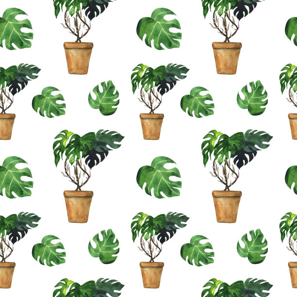 在白色背景上无缝图案的花盆中的怪物植物。水彩手绘植物在花盆。完美的包装。图片下载