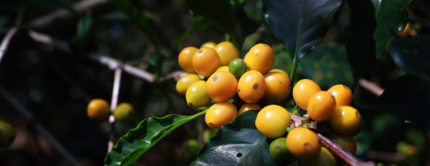 有机阿拉比卡咖啡与农民在农场收获。通过农民的双手收获罗布斯塔和阿拉比卡咖啡浆果，工人在其树枝上收获阿拉比卡咖啡浆果，收获概念。图片下载