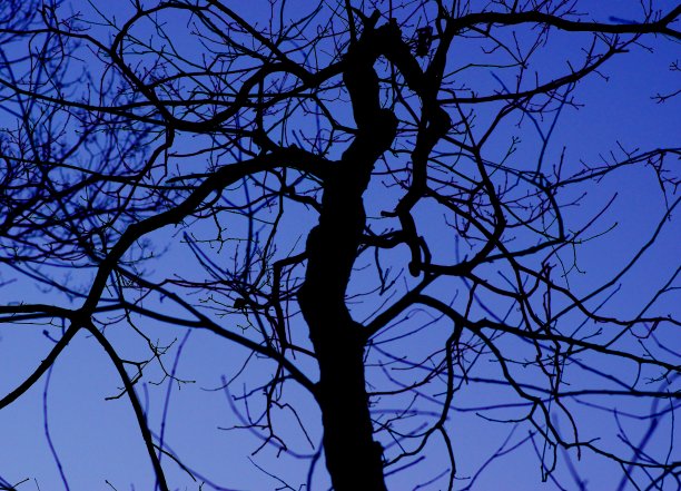 天空映衬下树的轮廓。图片下载