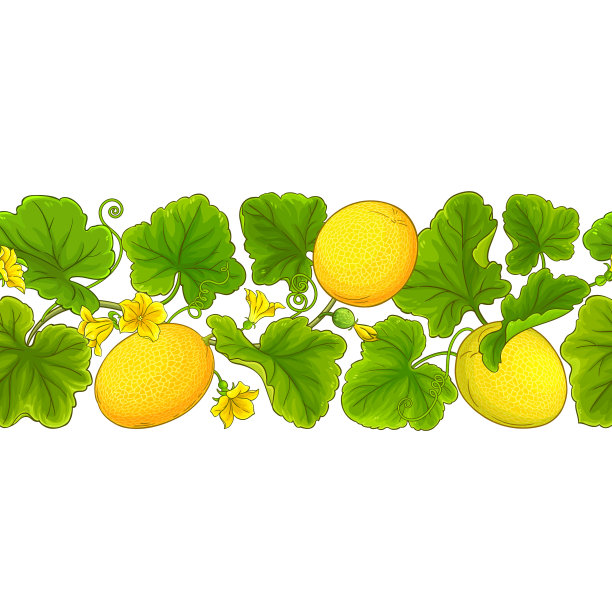 白色背景上的甜瓜植物图案图片下载