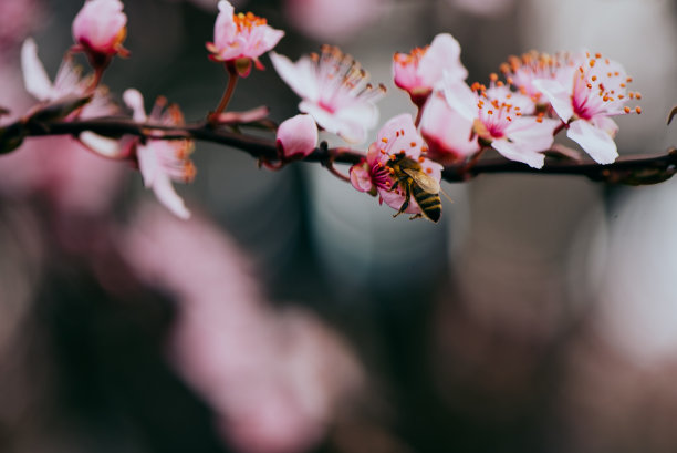 春天鲜花盛开图片下载