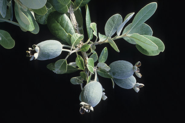 菠萝番石榴图片下载